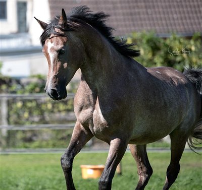 AS Klawis Najma 2025