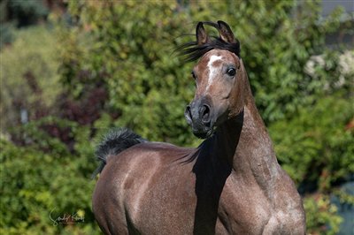 AS Klawis Najma 2025