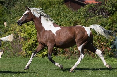 Coloured Spring 2025