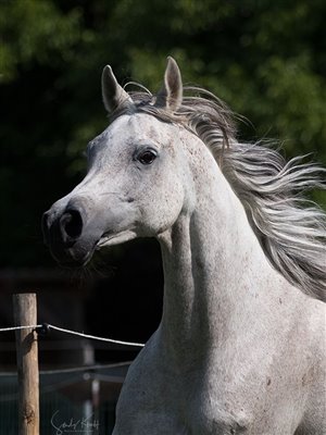 AS Kalirah Sommer 2025