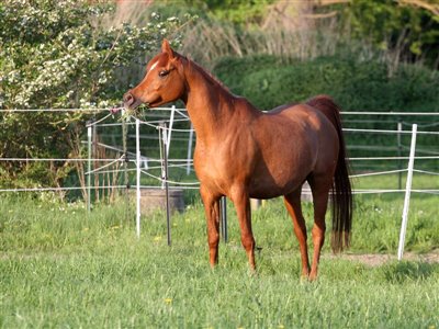 Tameri Malikah